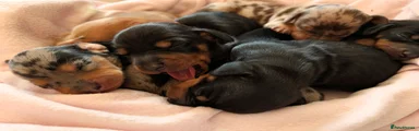 Black & Tan Girl