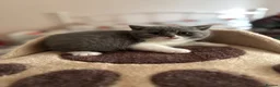 British Shorthair cats for sale: GCCF registered British Shorthair Kittens in Larne - Advert 4