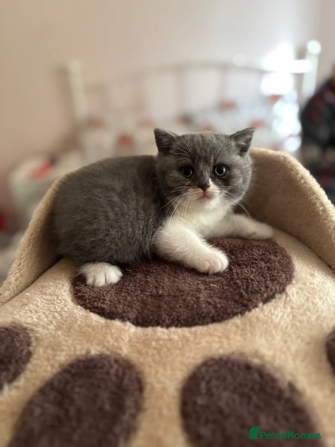 British Shorthair cats for sale: GCCF registered British Shorthair Kittens - Advert 11