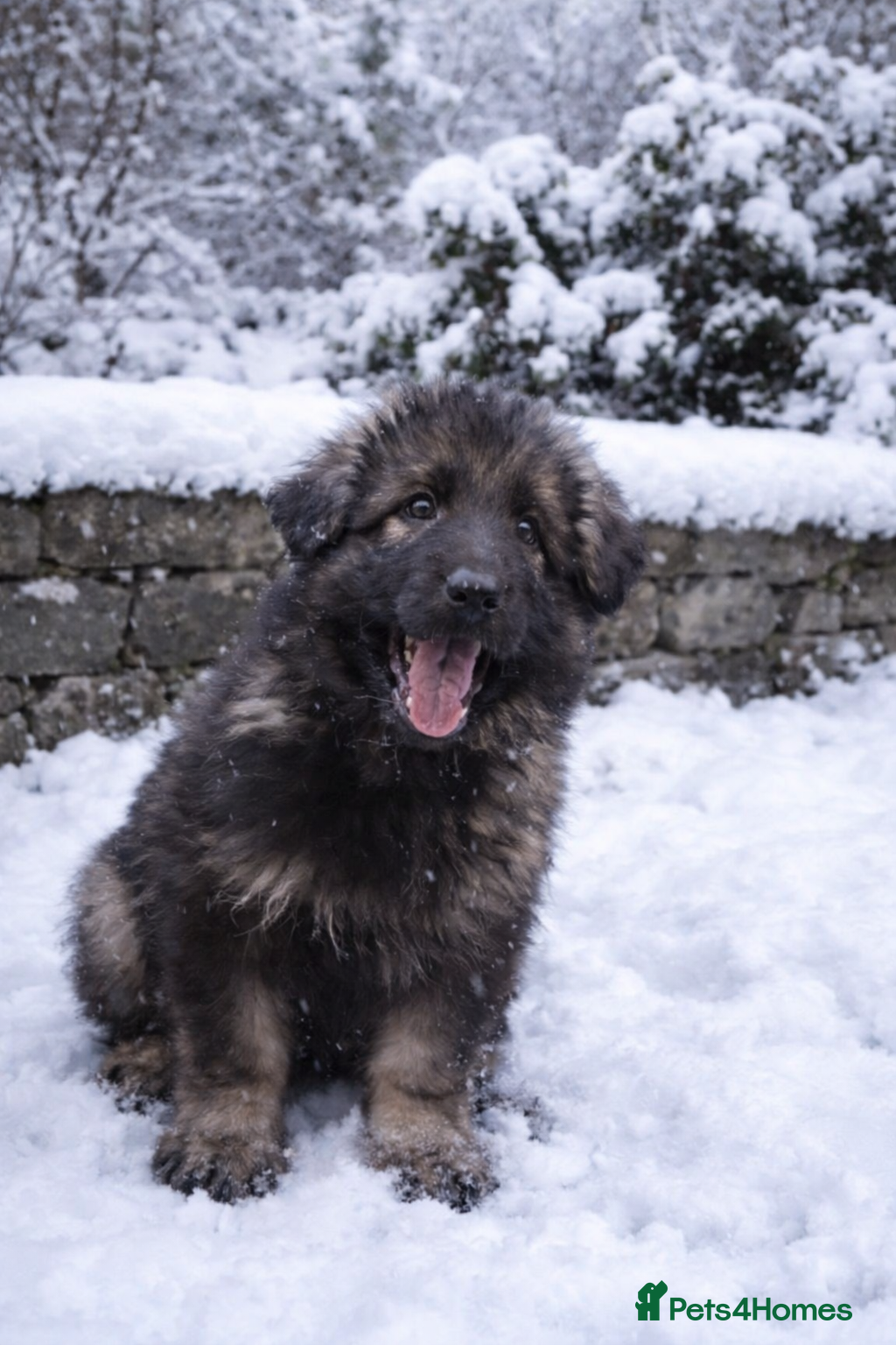 German Shepherd dogs 2 girls, long coat, STRAIGHT BACK silver sable GSD - Advert 1