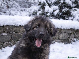German Shepherd dogs 2 girls, long coat, STRAIGHT BACK silver sable GSD - Advert 1