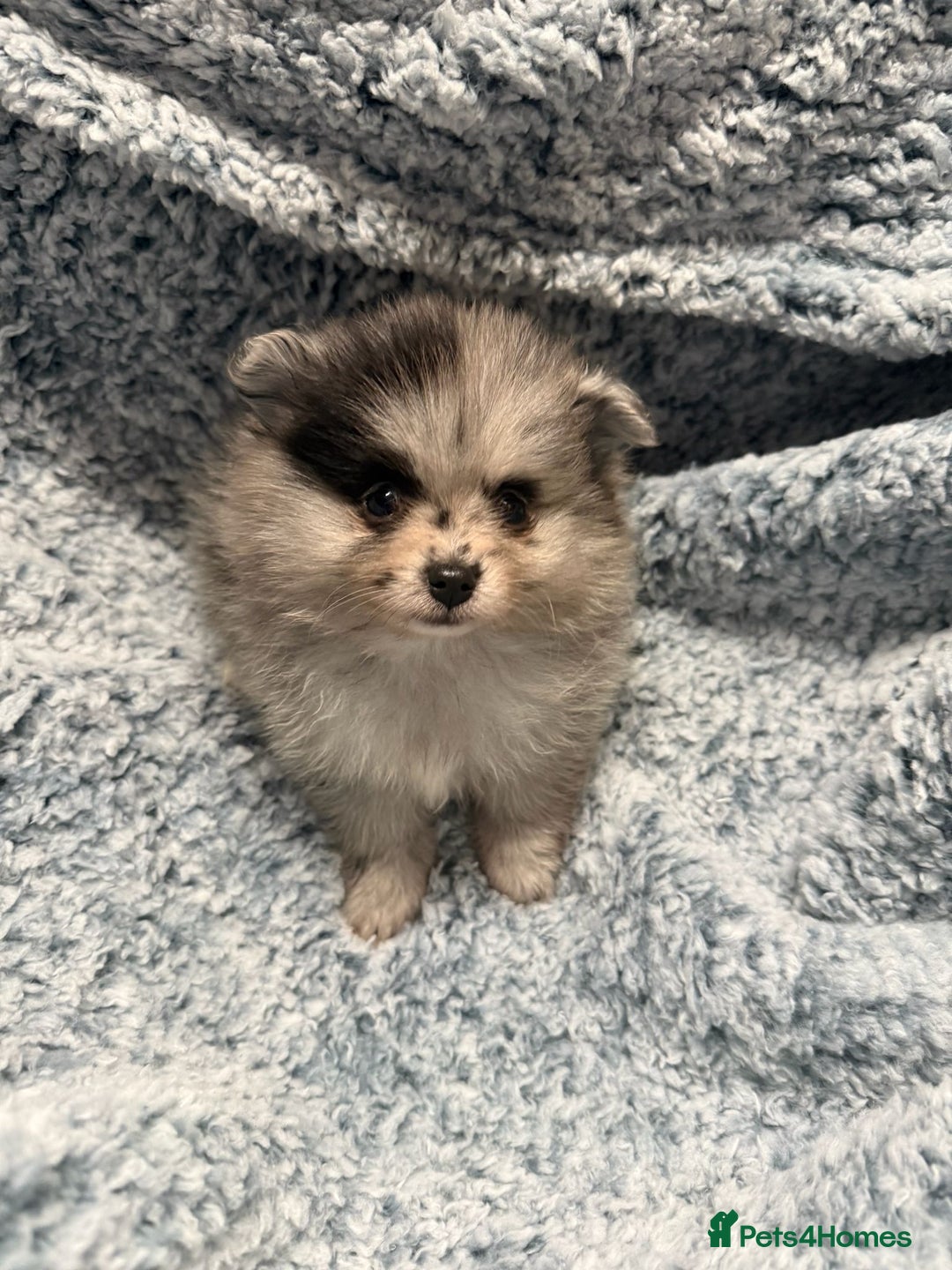 Pomeranian dogs for sale: Puppies Ready for new homes  - Advert 10