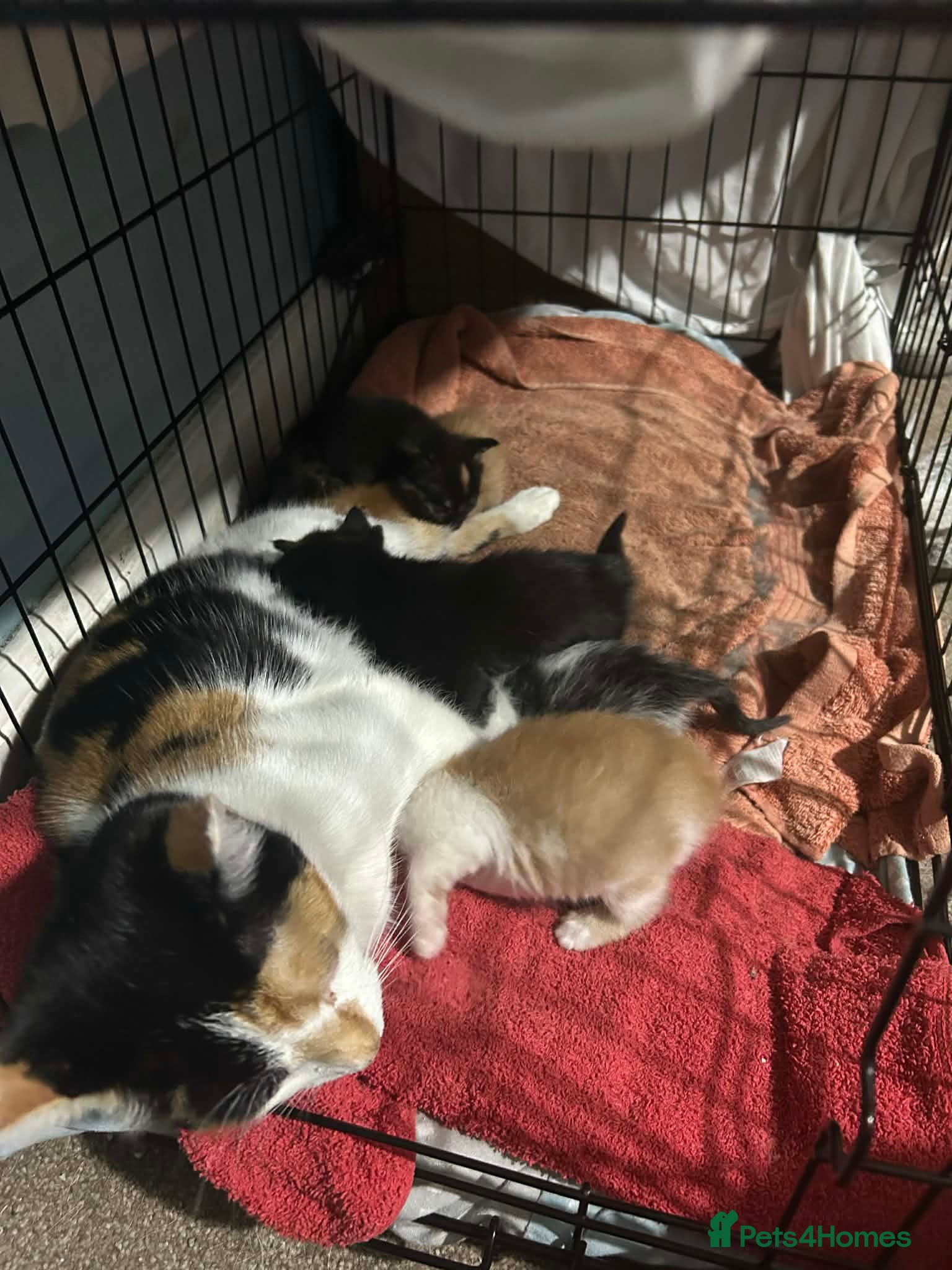 Mixed Breed birds Loving kittens - Advert 1