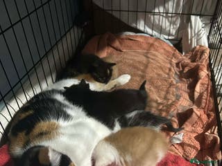 Mixed Breed birds Loving kittens - Advert 3