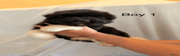 Akita dogs for sale: Chunky Beautiful American Akita Puppies - Advert 11