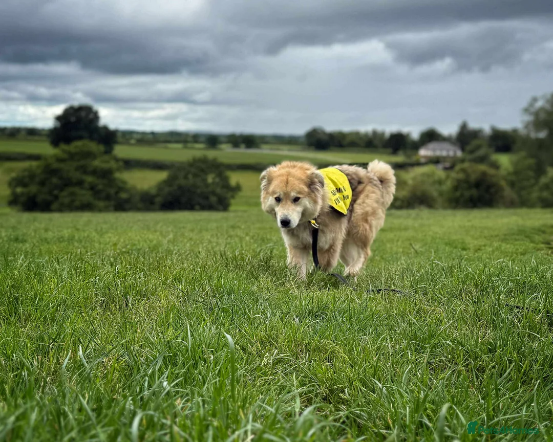 Mixed Breed dogs for adoption: Meet Paddy, currently residing in Cheshire  in Nantwich - Advert 33