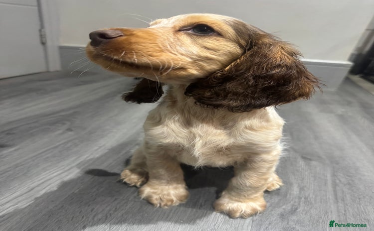 Cocker Spaniel dogs in Brighouse - Advert 1