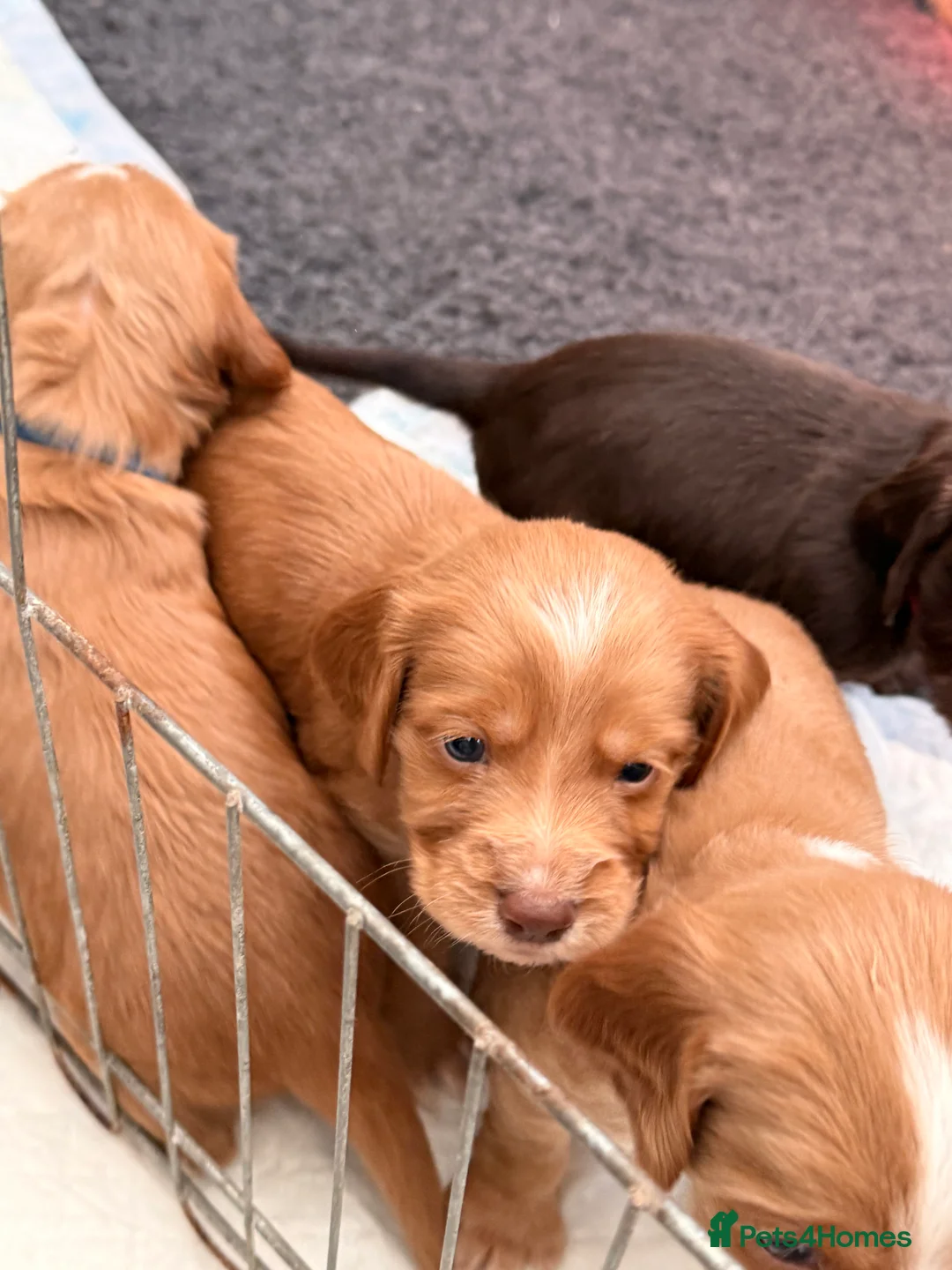 Sprocker dogs for sale: Sprocker Pups - Advert 5