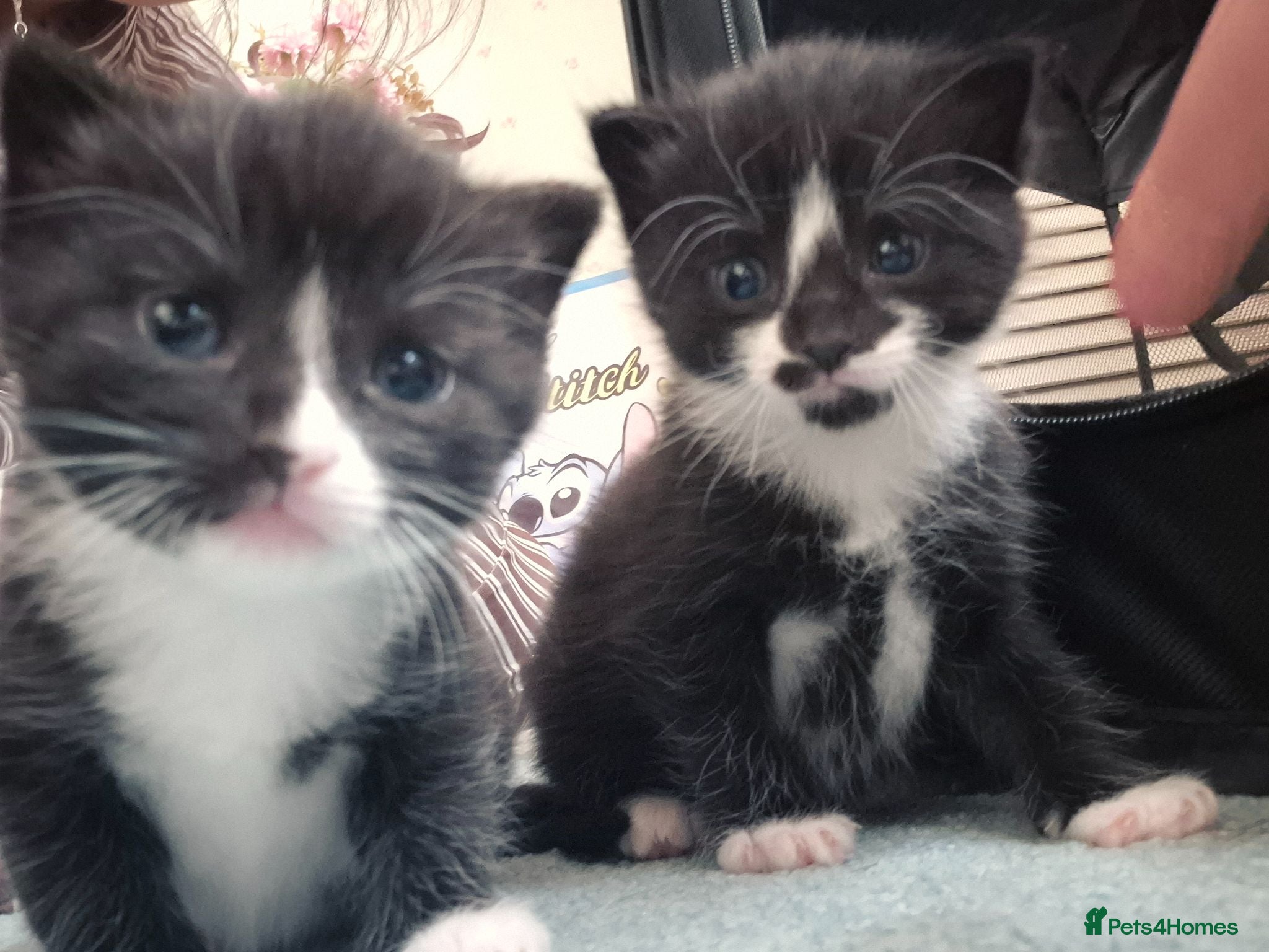 Mixed Breed cats Girl & Boy Kitten 4 sale beautiful markings. - Advert 1
