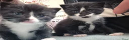 Mixed Breed cats for sale: Girl & Boy Kitten 4 sale beautiful markings. in Sheerness - Advert 1
