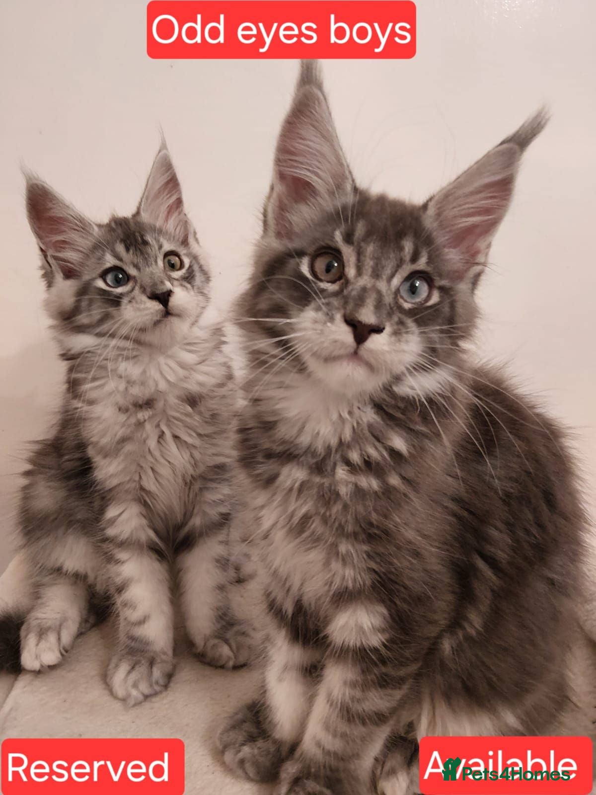 Maine Coon cats 😊Beautiful TICA registered Maine Coon Kittens😊  - Advert 1