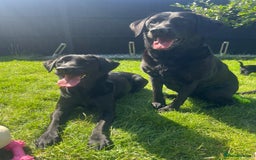 Labrador Retriever dogs for sale: Kc reg black working Labrador puppies  - Image 18