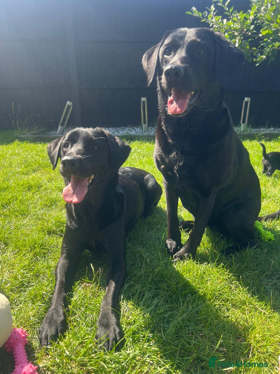 Labrador Retriever dogs for sale: Kc reg black working Labrador puppies  - Image 18