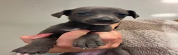 Whippet dogs for sale: Whippets  - Advert 12