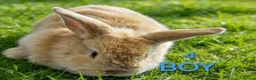 Mini Lop rabbits for sale: Mini lop babies  - Advert 7