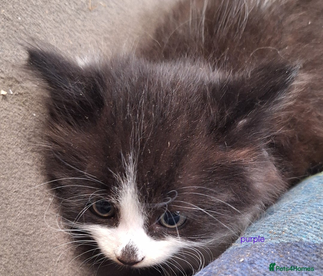 Mixed Breed cats for sale: STUNNING KITTENS  - Image 20