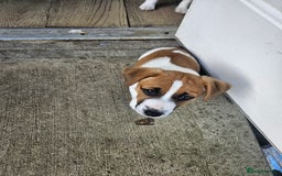 Jack Russell dogs for sale: Last jack russell  - Image 3