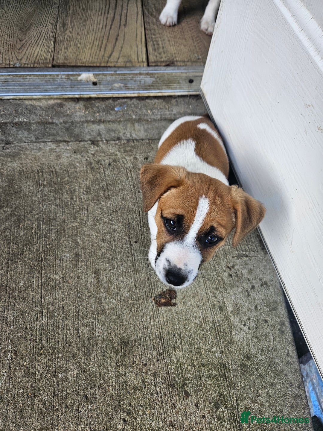 Jack Russell dogs for sale: Last jack russell  - Image 3