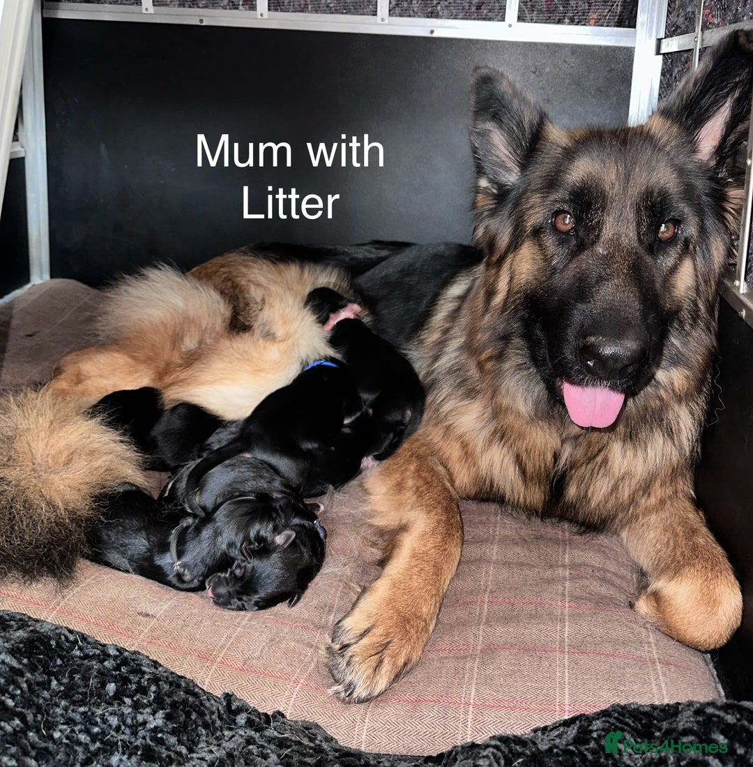 German Shepherd dogs for sale: Beautiful purebred German shepherd puppies - Image 2