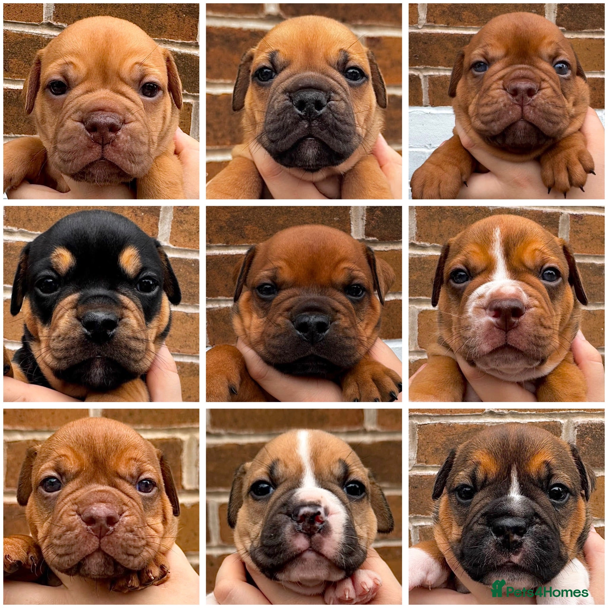 Olde English Bulldogge dogs Champion, Health Tested Parents, OEB puppies - Advert 2