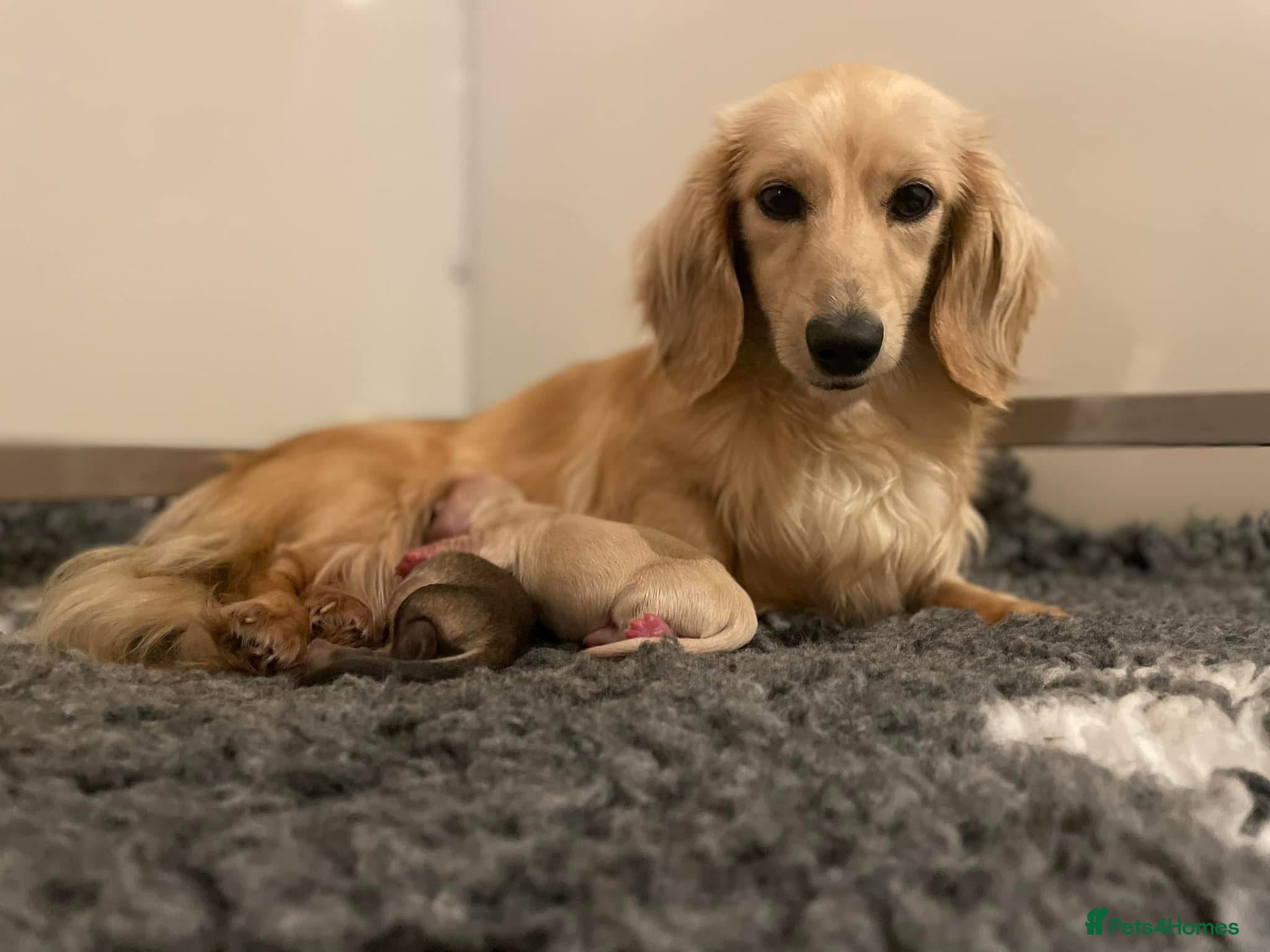 Miniature Dachshund dogs Two adult cream female Miniature Dachshunds  - Advert 18