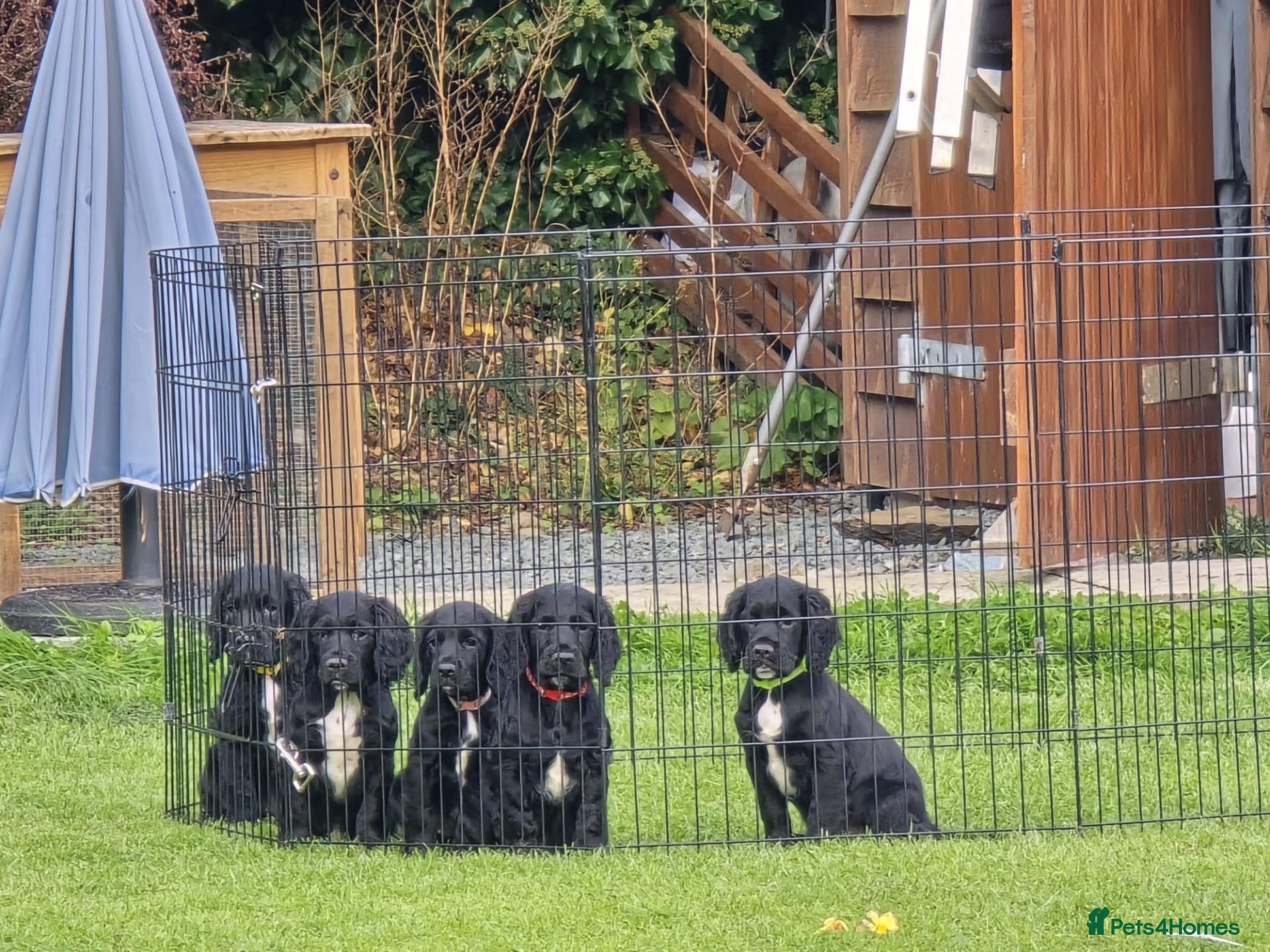 Cocker Spaniel dogs Cocker Spaniel puppies for sales - Advert 4