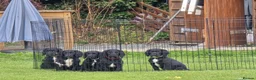 Cocker Spaniel dogs for sale: Cocker Spaniel puppies for sales - Advert 1