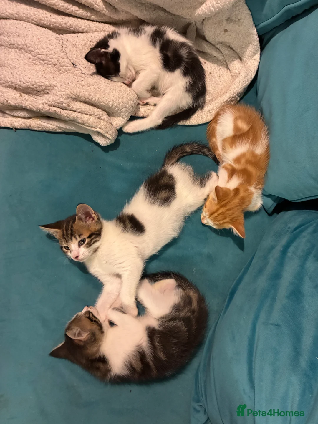 Domestic Shorthair cats for sale: 4 Beautiful kittens ready 6/4/26 (3 male/1 female) - Advert 2