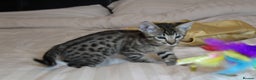 Savannah cats for sale: Stunning Davannah kittens - Advert 16