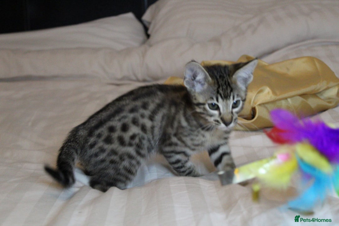 Savannah cats for sale: Stunning Davannah kittens - Advert 16