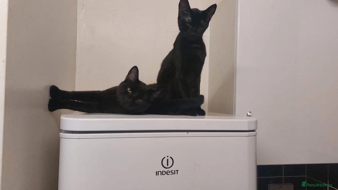 Mixed Breed cats for sale: 3 beautiful 8month old kittens in Manchester - Advert 2