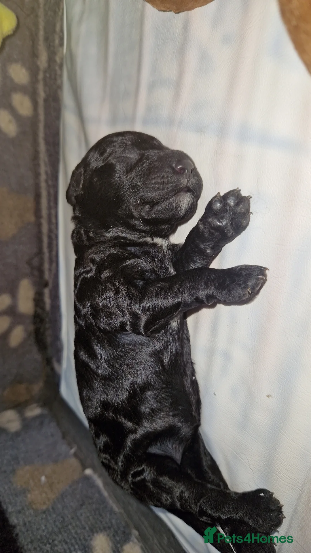 Cockapoo dogs for sale: Toy cockerpoos  - Advert 23