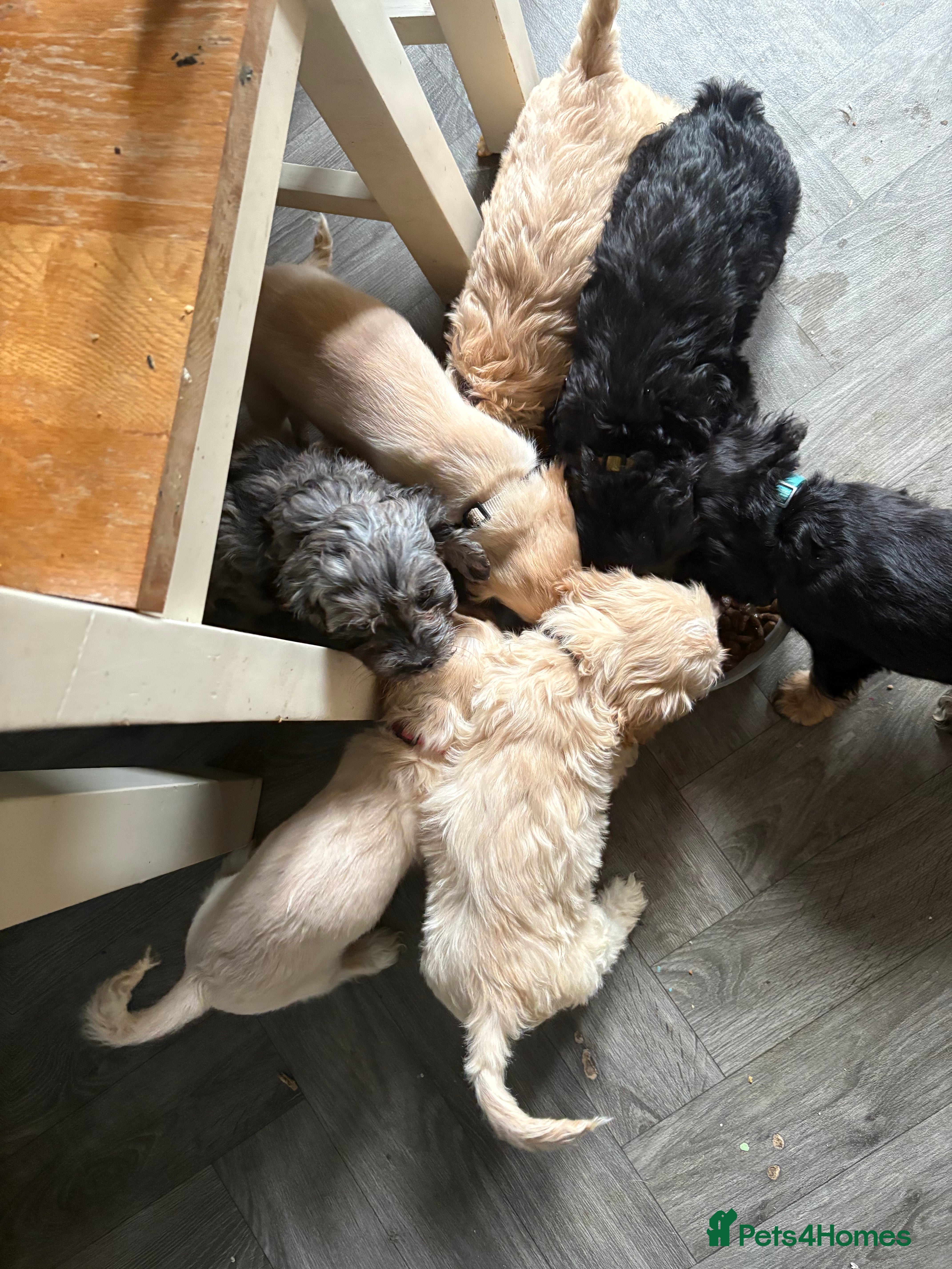 Cockapoo dogs American cockapoos READY NOW!!!!!!!! - Advert 2