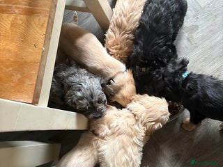 Cockapoo dogs American cockapoos READY NOW!!!!!!!! - Advert 2