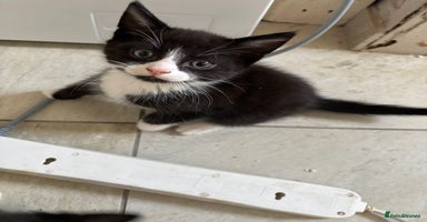 Mixed Breed cats - Advert 3