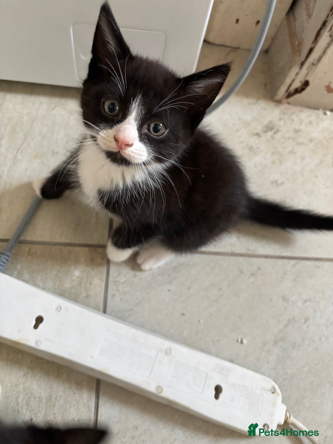 Mixed Breed cats for sale: 3 beautiful kittens available Friday  - Image 2