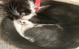 British Shorthair cats for sale: two girl kittens  - Image 2