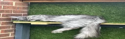 Maine Coon cats for sale: Stunning Maine coon kittens in Newcastle upon Tyne - Advert 6
