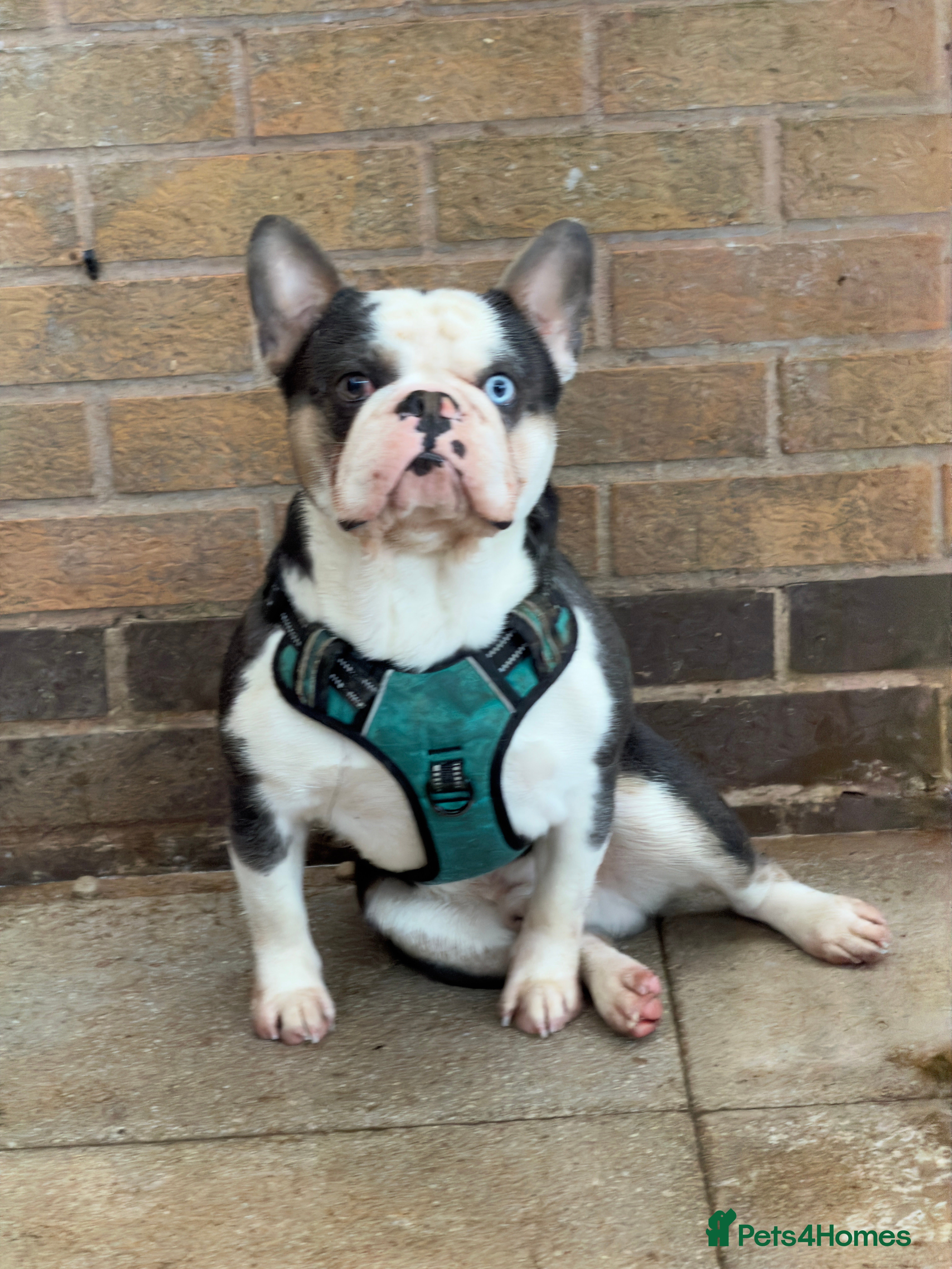 French Bulldog dogs 🔥FRENCH BULLDOG STUD HUSKY COLOUR PROVE🔥 - Advert 16