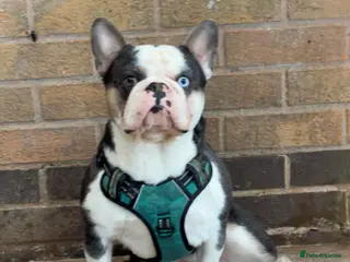 French Bulldog dogs 🔥FRENCH BULLDOG STUD HUSKY COLOUR PROVE🔥 - Advert 16