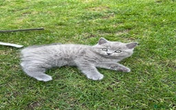 Brazilian Shorthair cats for sale: I'll put in good hands - Image 4