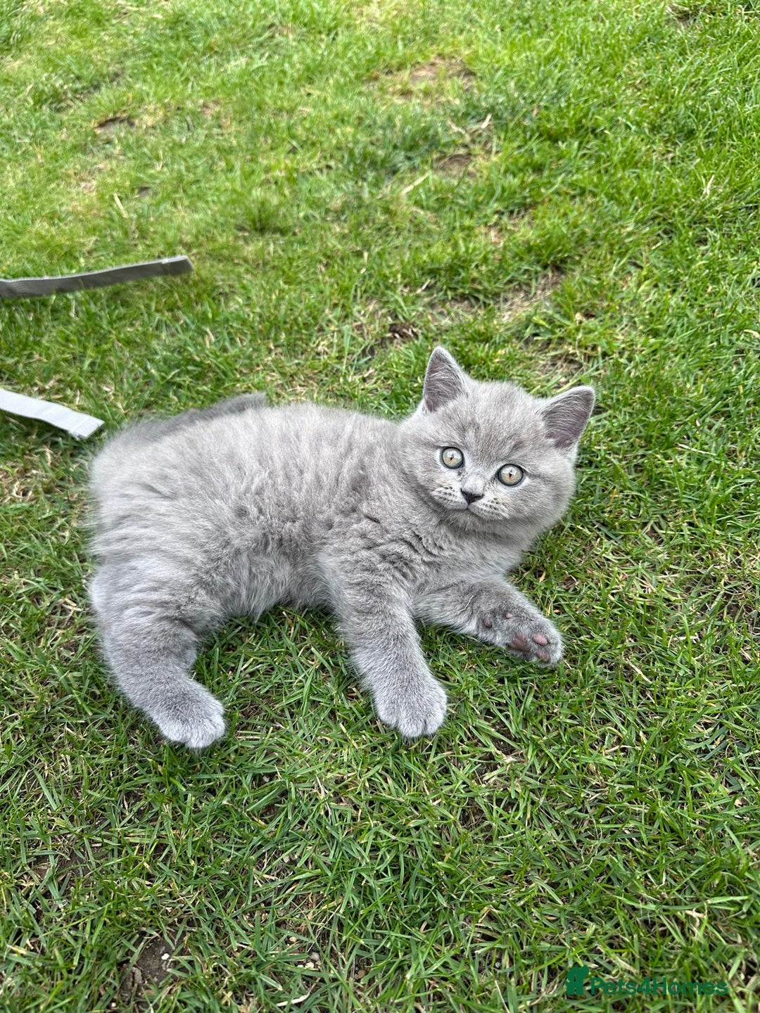 Brazilian Shorthair cats for sale: I'll put in good hands - Image 4