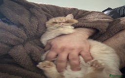 Exotic cats for sale:  Cream Exotic Male - Image 8