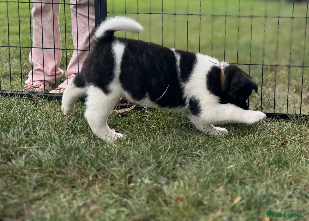 Akita dogs for sale: Quality KC Registered American Akita Puppies - Image 29