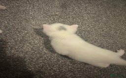 Mixed Breed cats for sale: 4 kittens  - Image 4