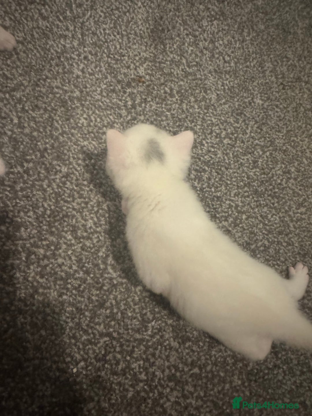 Mixed Breed cats for sale: 4 kittens  - Image 4