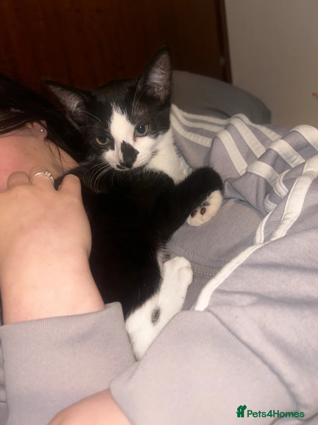 British Shorthair cats for sale: Black and White Female Kitten - Advert 4