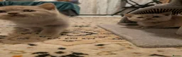 British Shorthair cats for sale: British shorthair - Advert 4