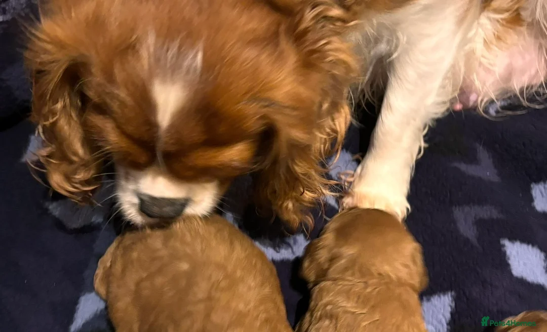 Cavapoo dogs for sale: KC registered parents 5⭐️Deep red Cavapoo puppy’s  in Brierley Hill - Advert 6