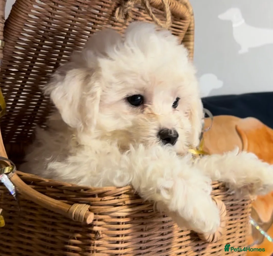 Bichon Frise dogs for sale: Gorgeous bichon frise pups ready now  - Advert 2